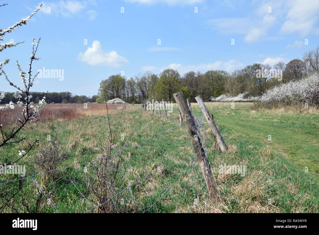 Der Zaun umschließt die Wiese. Grady odrzanskie' - odra River in der Nähe von Breslau. Natur Schutzgebiete "Natura 2000". Dolnoslaskie, Polen. Stockfoto