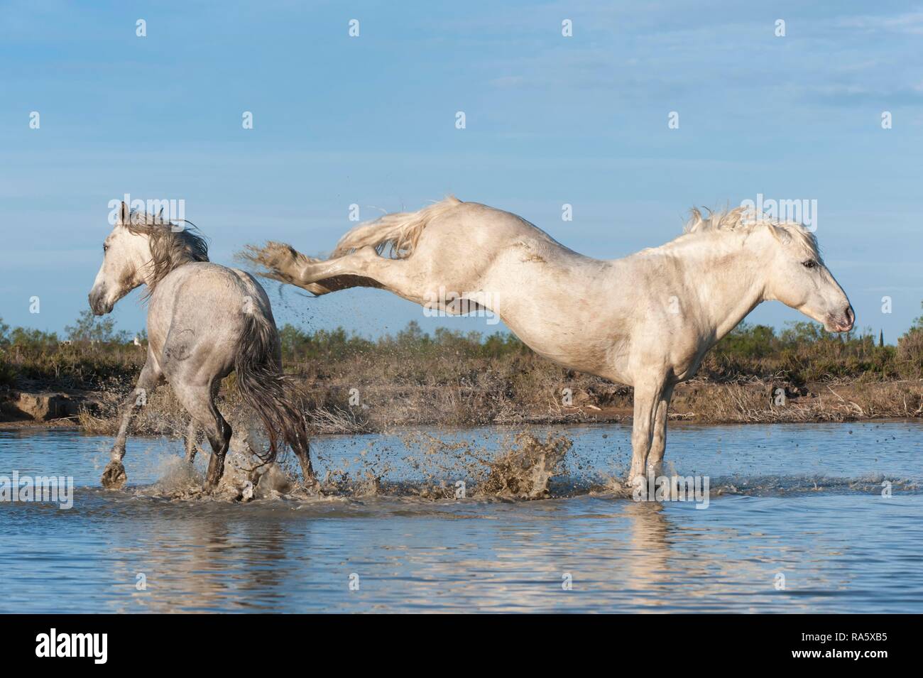 Camargue Pferde, Hengst treten im Wasser, Bouches du Rhône, Frankreich, Europa Stockfoto