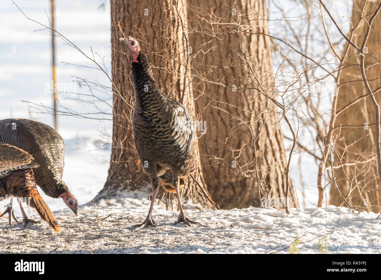 Östlichen wilder Truthahn (Meleagris gallopavo silvestris) Henne Krane ihren Hals herum in einem Winter woodland Hof zu suchen. Stockfoto