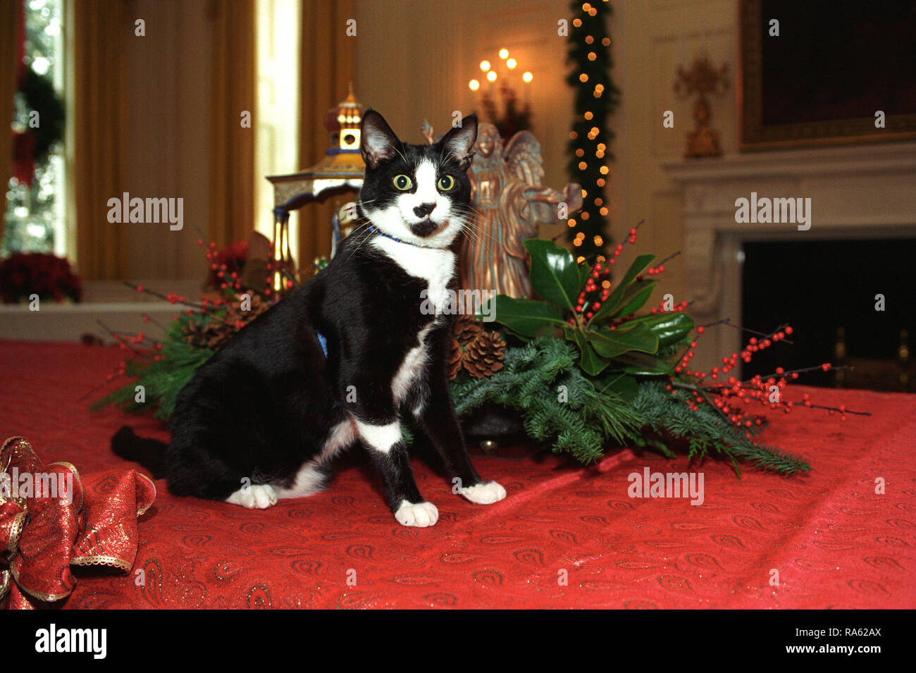 12/05/1993 - Foto von Socken die Katze steht neben Weihnachtsschmuck im Weißen Haus Stockfoto