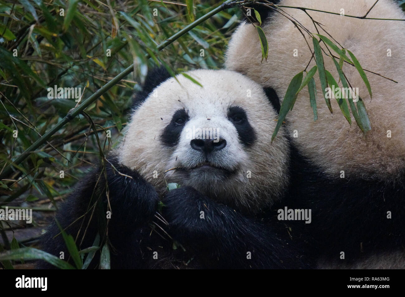 Warum Ist Der Panda Vom Aussterben Bedroht www.alamy.de