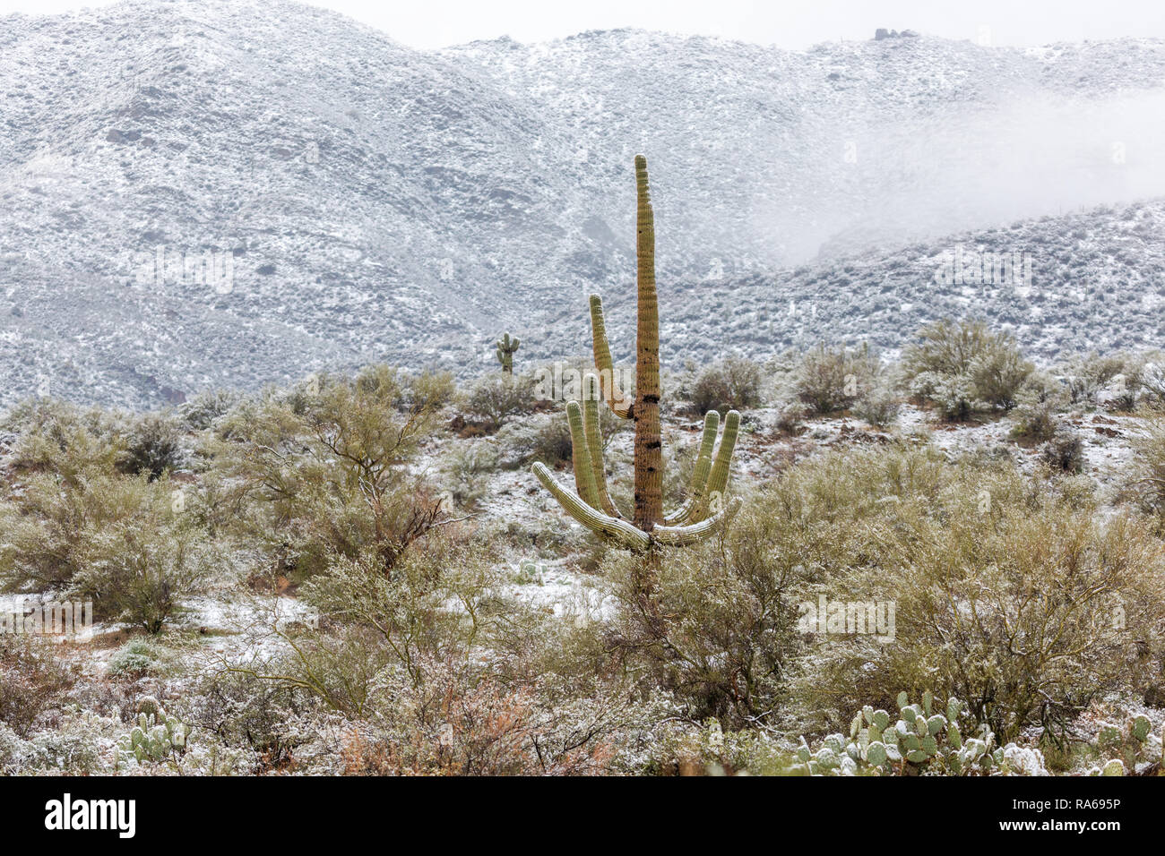 Schnee auf einem Saguaro-Kaktus in der Sonoran-Wüste bei Bumble Bee, Arizona, USA Stockfoto