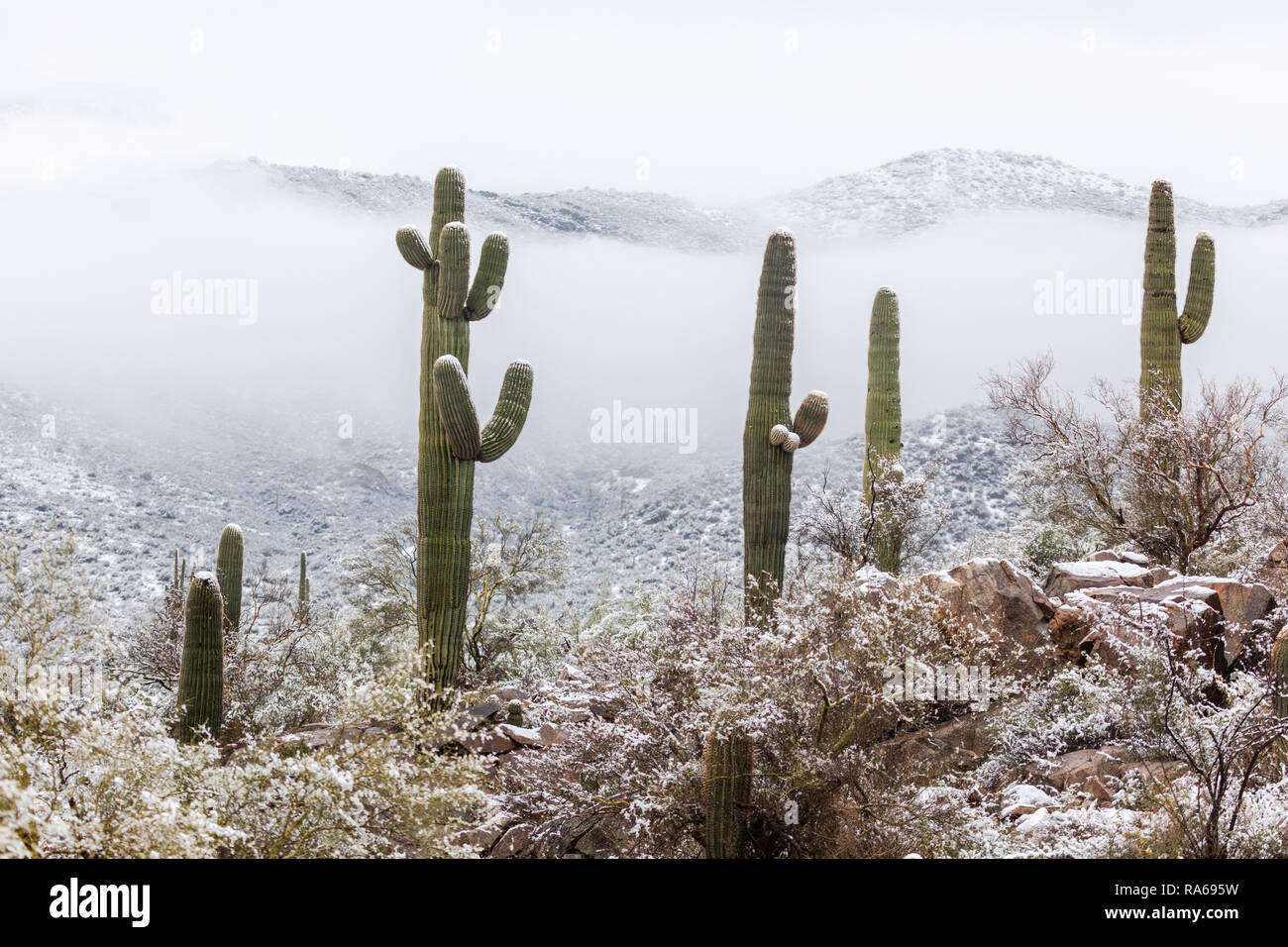 Winterschnee auf dem Saguaro Kaktus in der Wüste nördlich von Phoenix, Arizona, USA Stockfoto