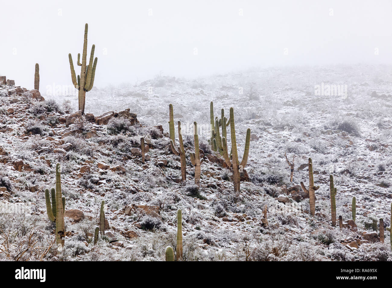 Hügel mit Saguaro Kaktus im Schnee in der Nähe von Phoenix, Arizona, USA Stockfoto