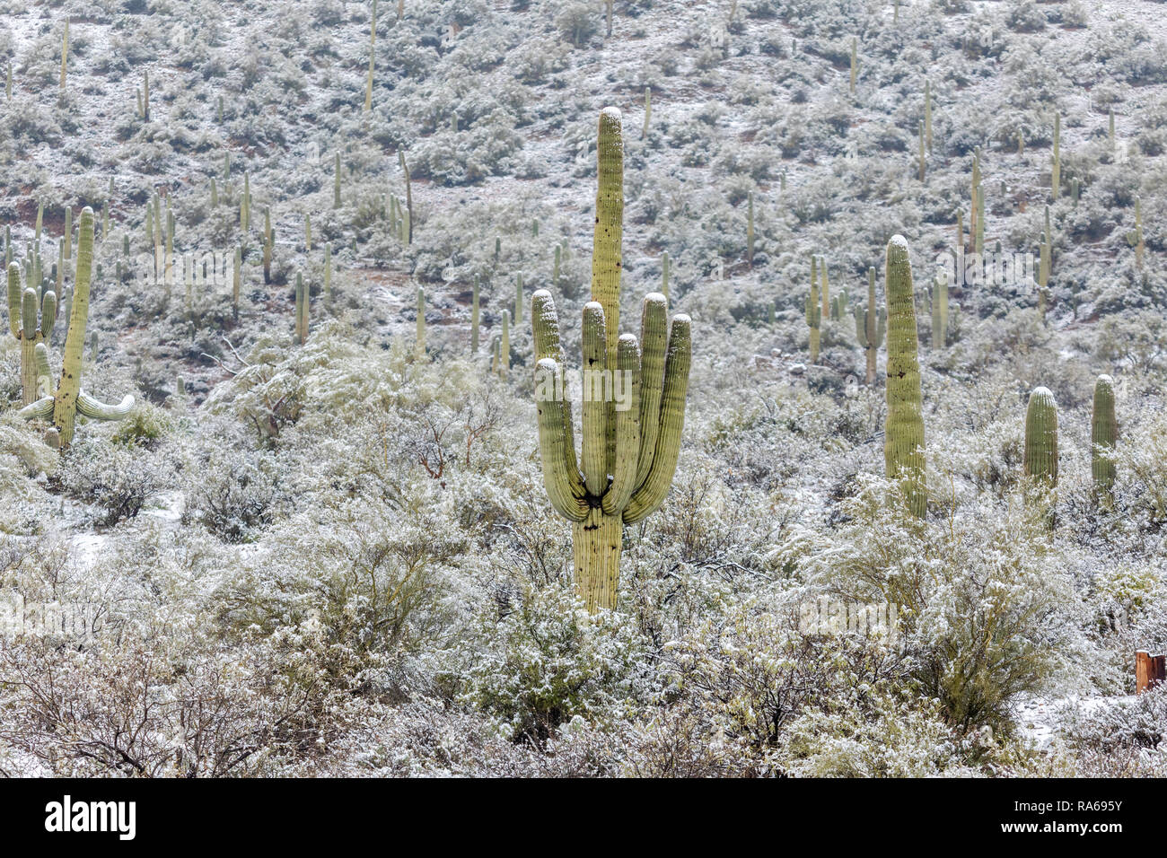 Schnee fällt in der Wüste von Arizona nördlich von Phoenix, als ein kalter Wintersturm durch das Gebiet in Bumble Bee, Arizona, USA, zog Stockfoto