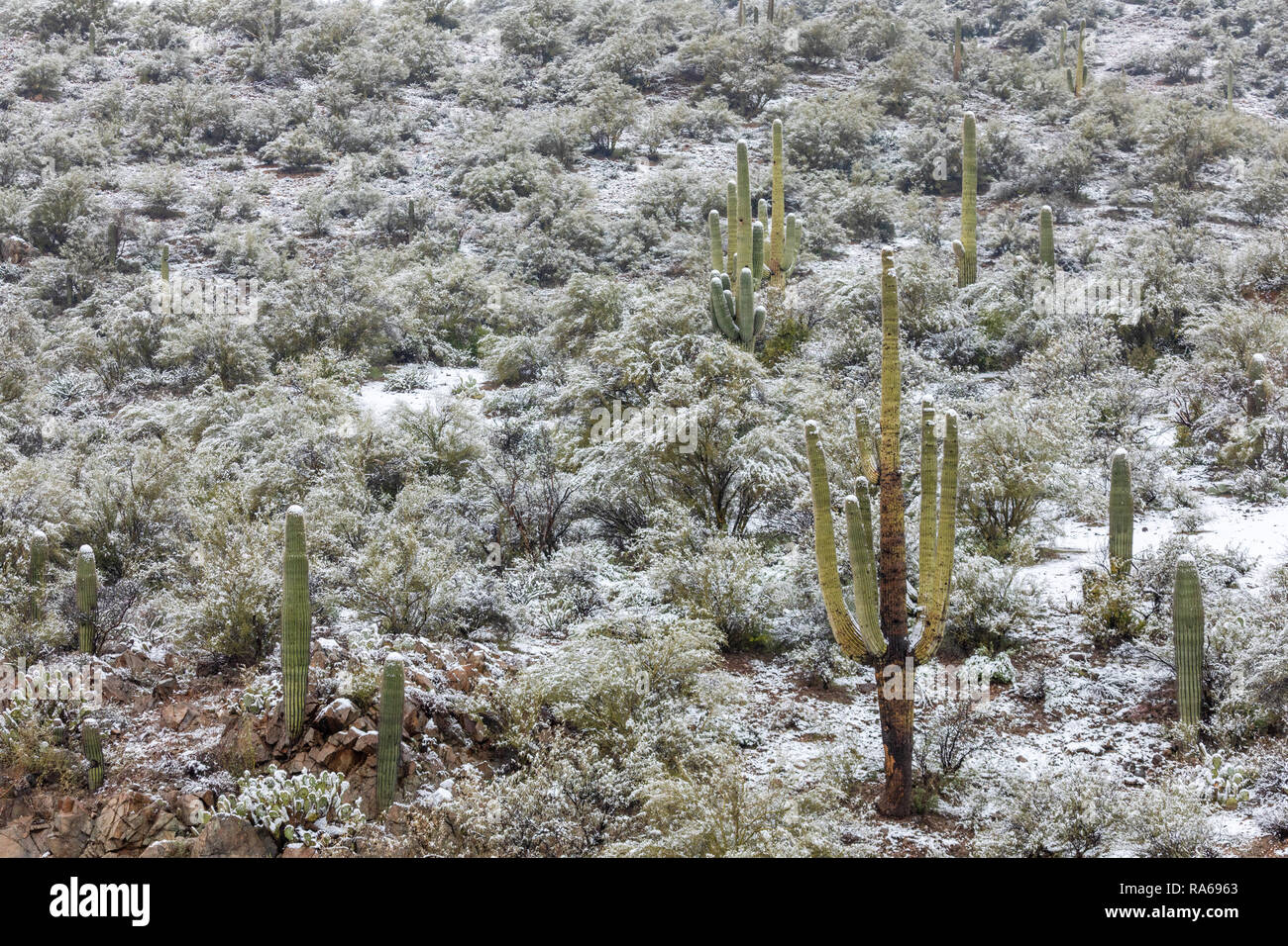 Schnee in der Sonoran Wüste nördlich von Phoenix, Arizona Stockfoto