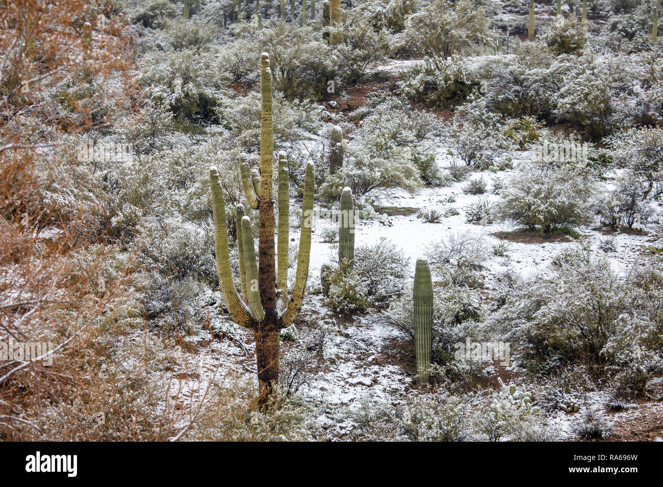 Winterschnee auf einem Saguaro Kaktus in der Wüste bei Bumble Bee, Arizona, USA Stockfoto
