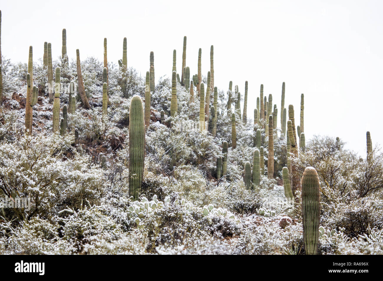 Schnee fällt auf Saguaro Kakteen in der Wüste bei Bumble Bee, Arizona, USA Stockfoto