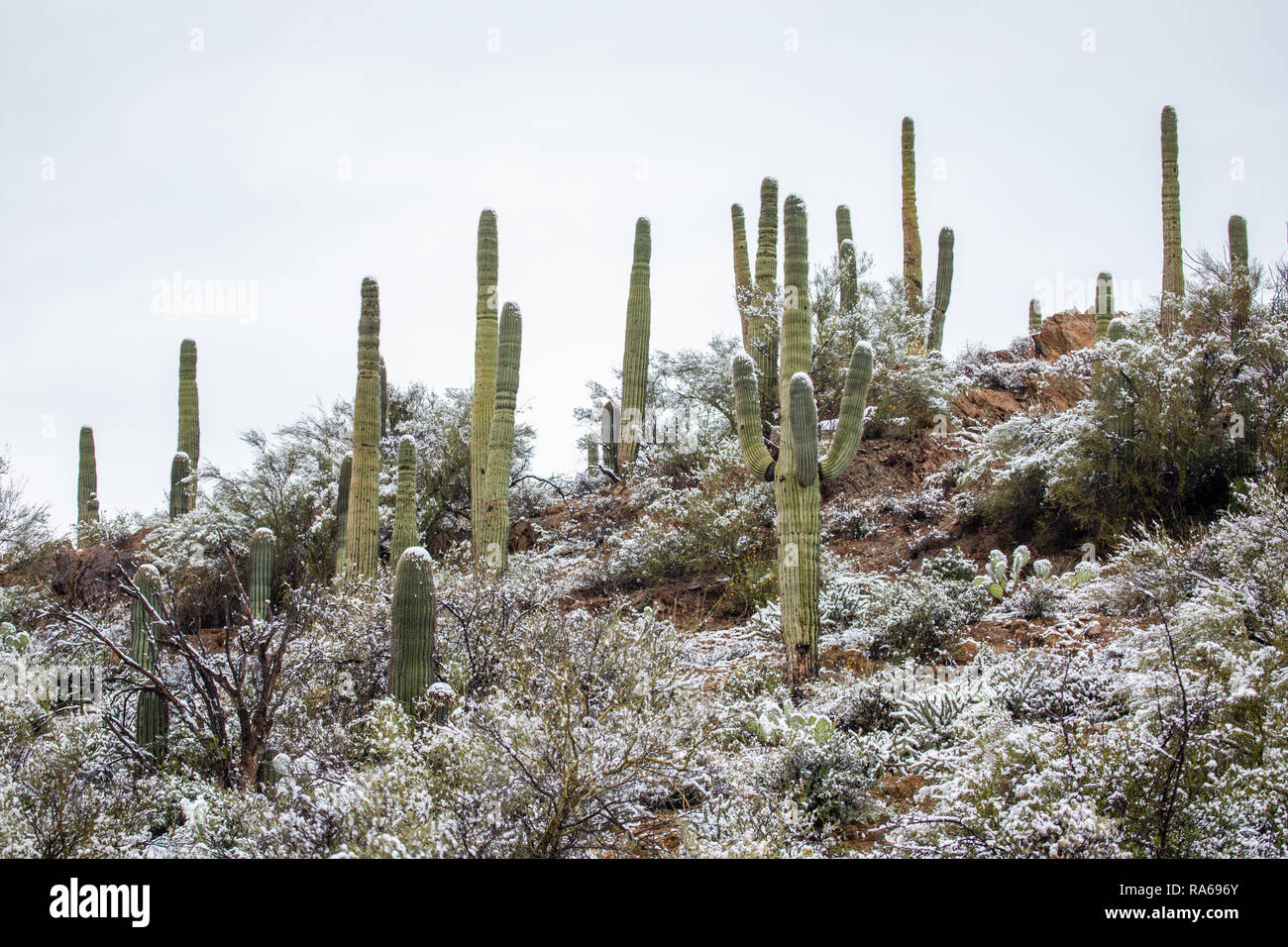Schnee auf Saguaro Cactus in der Wüste bei Bumble Bee, Arizona, USA Stockfoto
