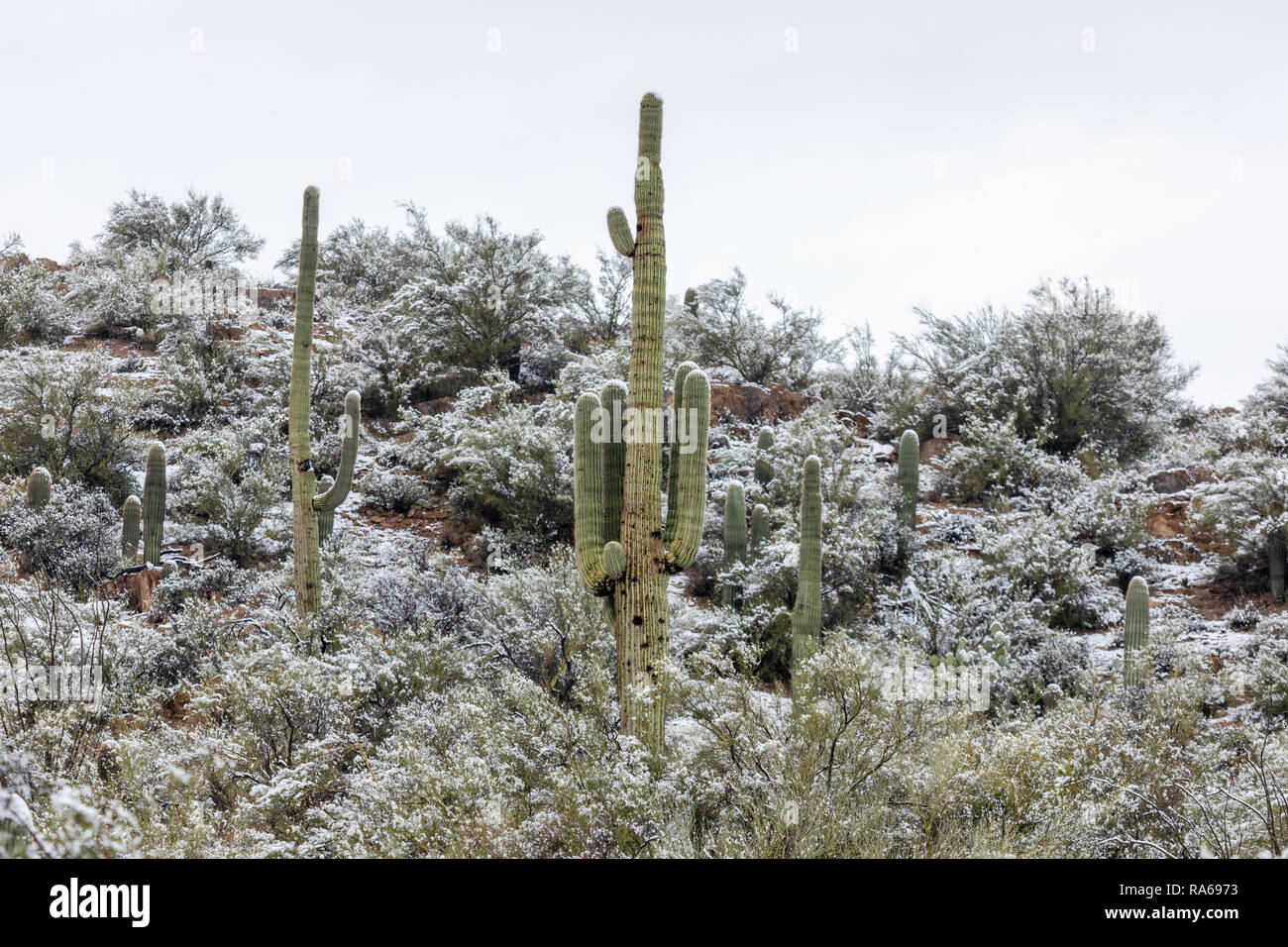 Malerische Wüstenlandschaft mit Schnee auf einem Saguaro Kaktus in Bumble Bee, Arizona, USA Stockfoto