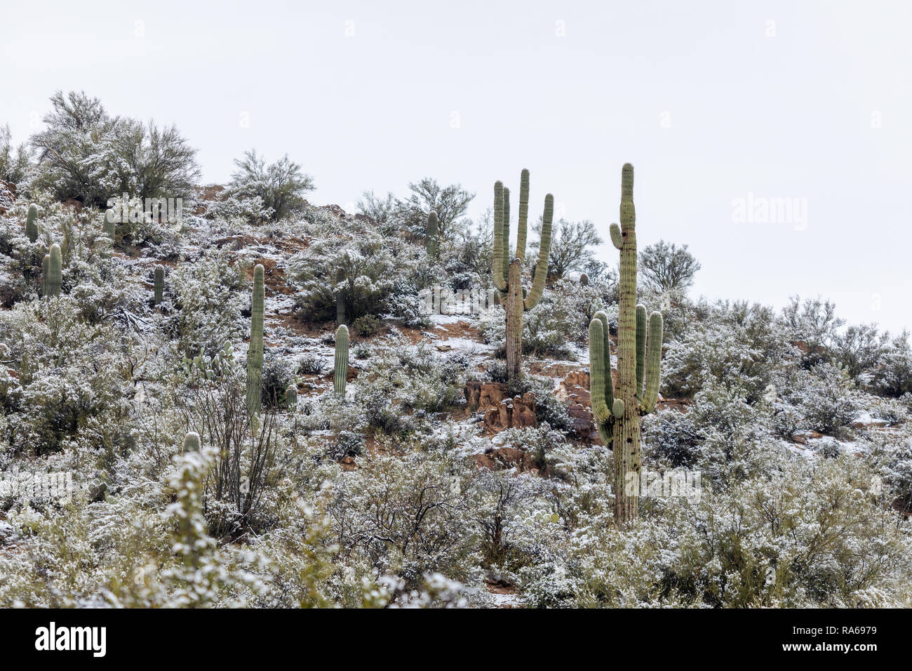 Winterlandschaft in der Sonoran Wüste mit schneebedecktem Saguaro Kaktus in Bumble Bee, Arizona, USA Stockfoto