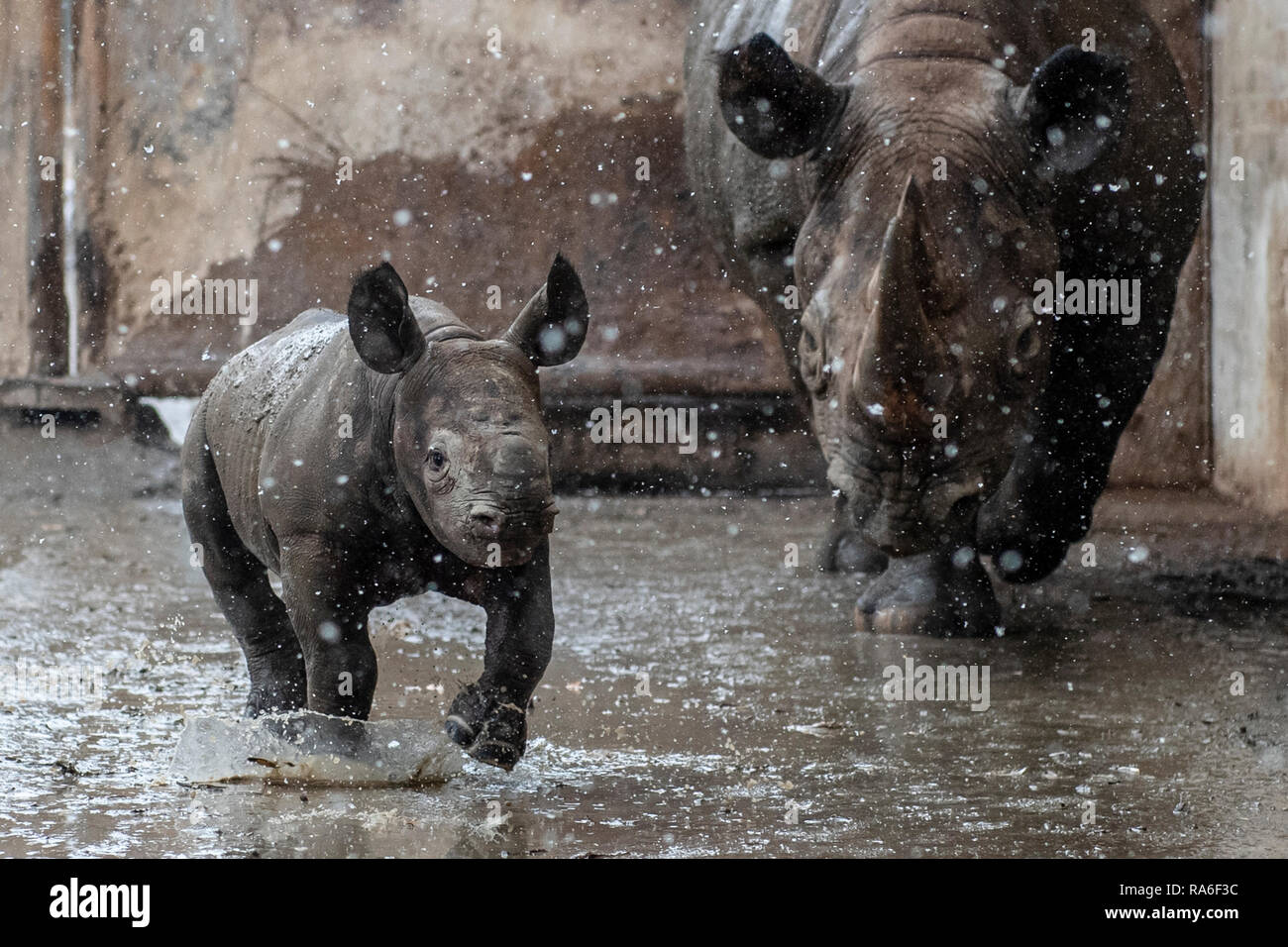 Dvur Kralove Zoo, Tschechische Republik. 2. Jan 2019. Schwarzes Nashorn (Diceros bicornis) selten Kalb gesehen ist mit seiner Mutter in der Maisha Dvur Kralove Zoo Dvur Kralove nad Labem, Tschechische Republik, am 2. Januar 2019. Die männlichen Kalb wurde am Dezember 9, 2018 geboren, in den Zoo. (CTK Photo/David Tanecek) Quelle: CTK/Alamy leben Nachrichten Stockfoto