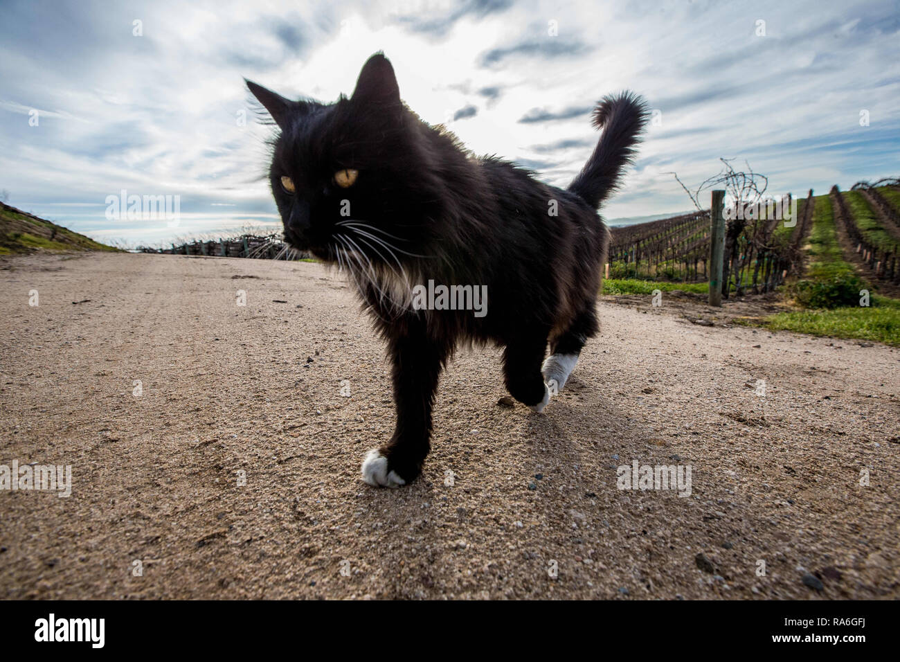 Paso Robles, California, USA. 29 Dez, 2016. Eine Katze wandert der Eberly Weinberg in Paso Robles, California am 29. Dezember 2016. Credit: Alex Edelman/ZUMA Draht/Alamy leben Nachrichten Stockfoto