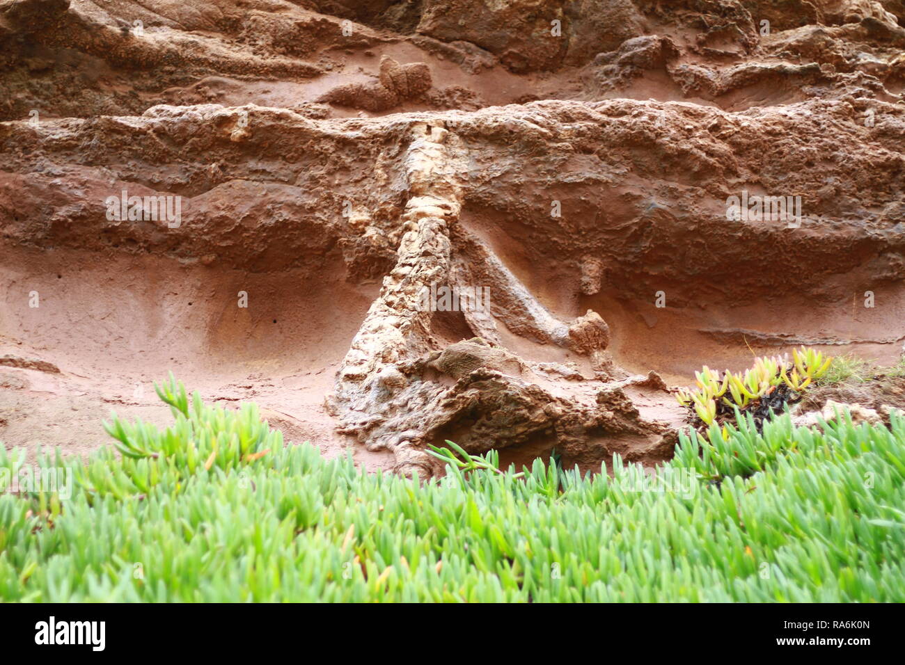 Fossilien. Fossile Wurzeln - Rhizocretions auf der Jurassic Coast, Devon, England, UK. Rund 235 Mio. Jahren während der Trias Mineralien im Wasser aufgeloest wuchs in Kristalle um die Wurzeln der Pflanzen zur Zeit. Wie die Zeit eingefügt die Pflanzen starben, aber der Kristall Knötchen, umhüllt die Wurzeln geblieben. Stockfoto