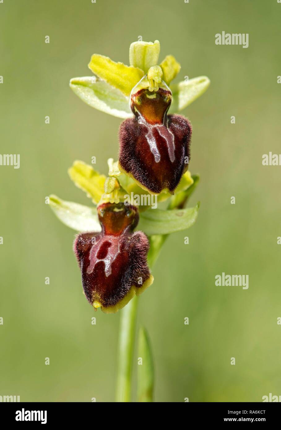 Frühe Spider Orchid (Ophrys aranifera), Kanton Waadt, Schweiz Stockfoto