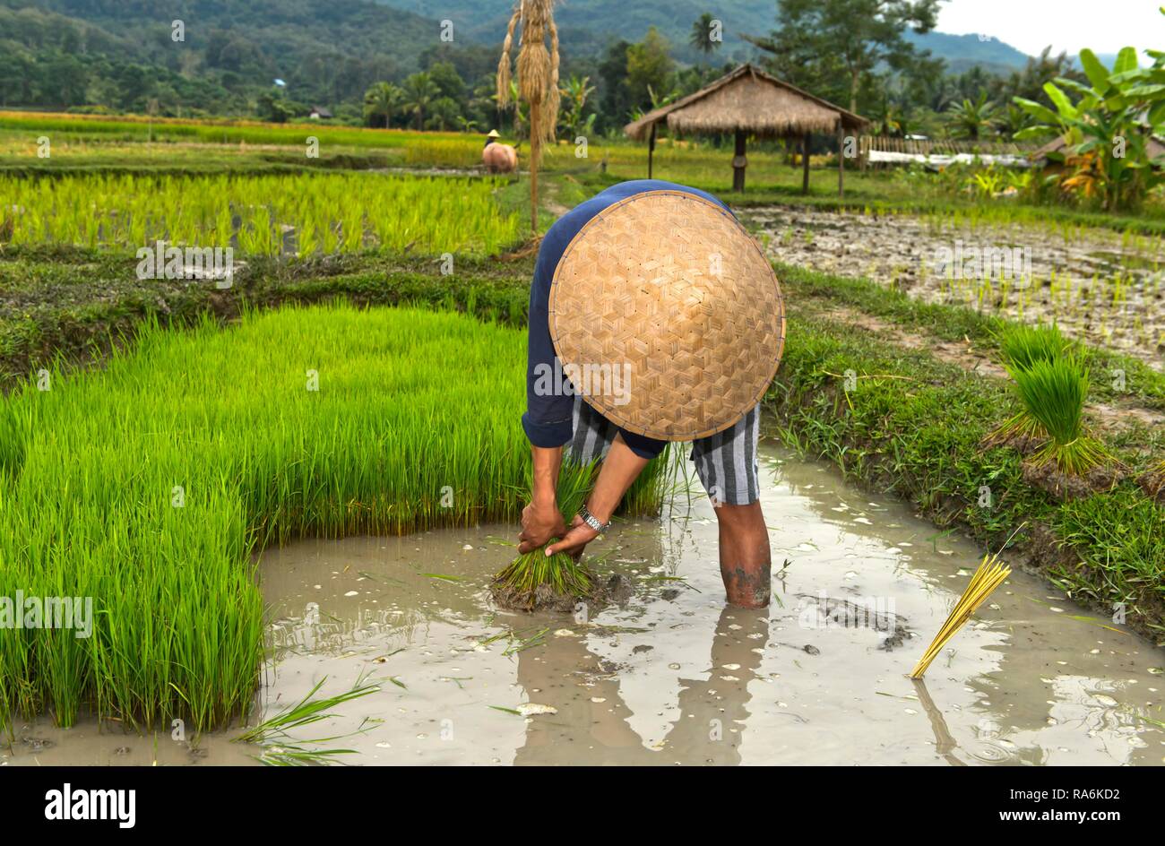 Bauer mit Bambus hat bei der Bepflanzung im Reisfeld, Luang Prabang, Laos  Stockfotografie - Alamy