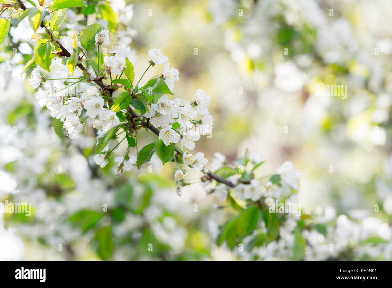 Weißen Kirschblüten im Frühling. Makro Natur Fotografie Stockfoto