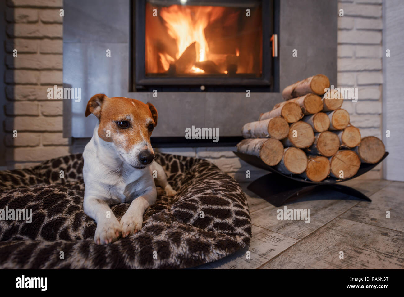 Jack Russel Terrier schlafen auf einem weissen Teppich in der Nähe des brennenden Kamin. Ruhenden Hund. Hygge Konzept Stockfoto
