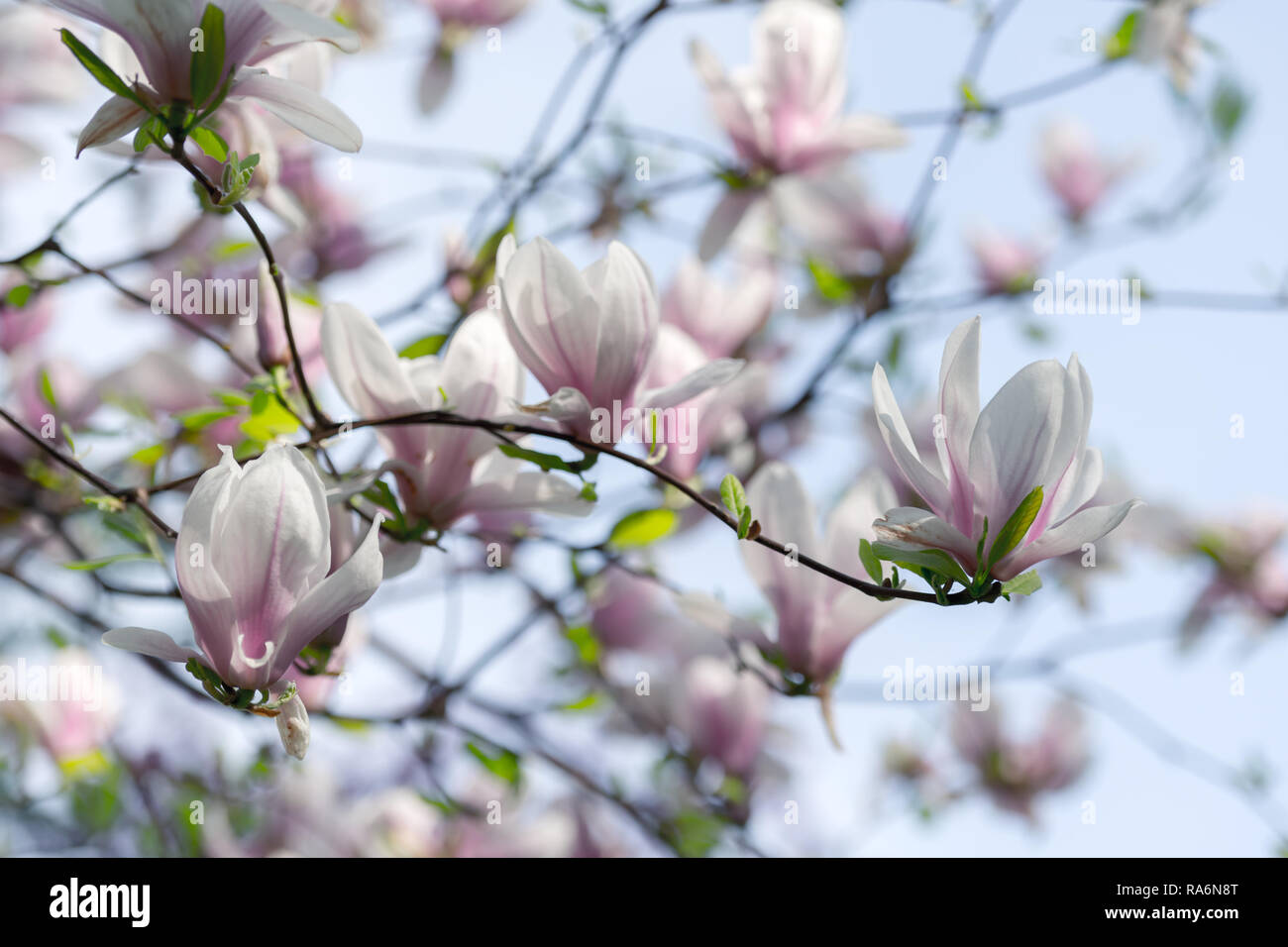 Pink Magnolia Blumen auf den Zweigen. Frühling Natur Hintergrund Stockfoto