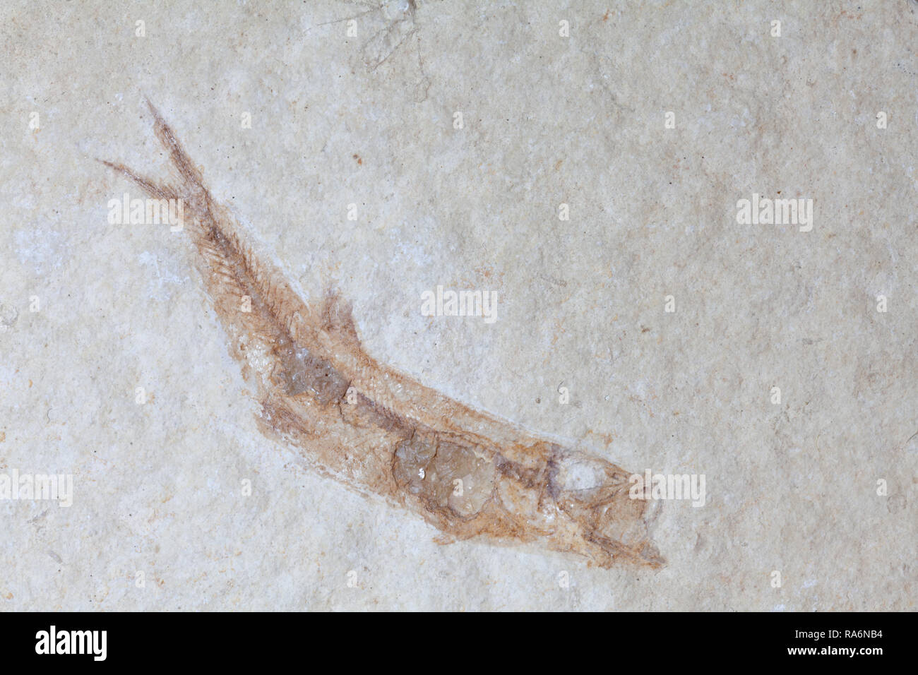 Fossile Fische Versteinerung, Solnhofen, Deutschland. Leptolepis sprattifornis Malm.Ca. 140 Mill. Jahre alt. Stockfoto
