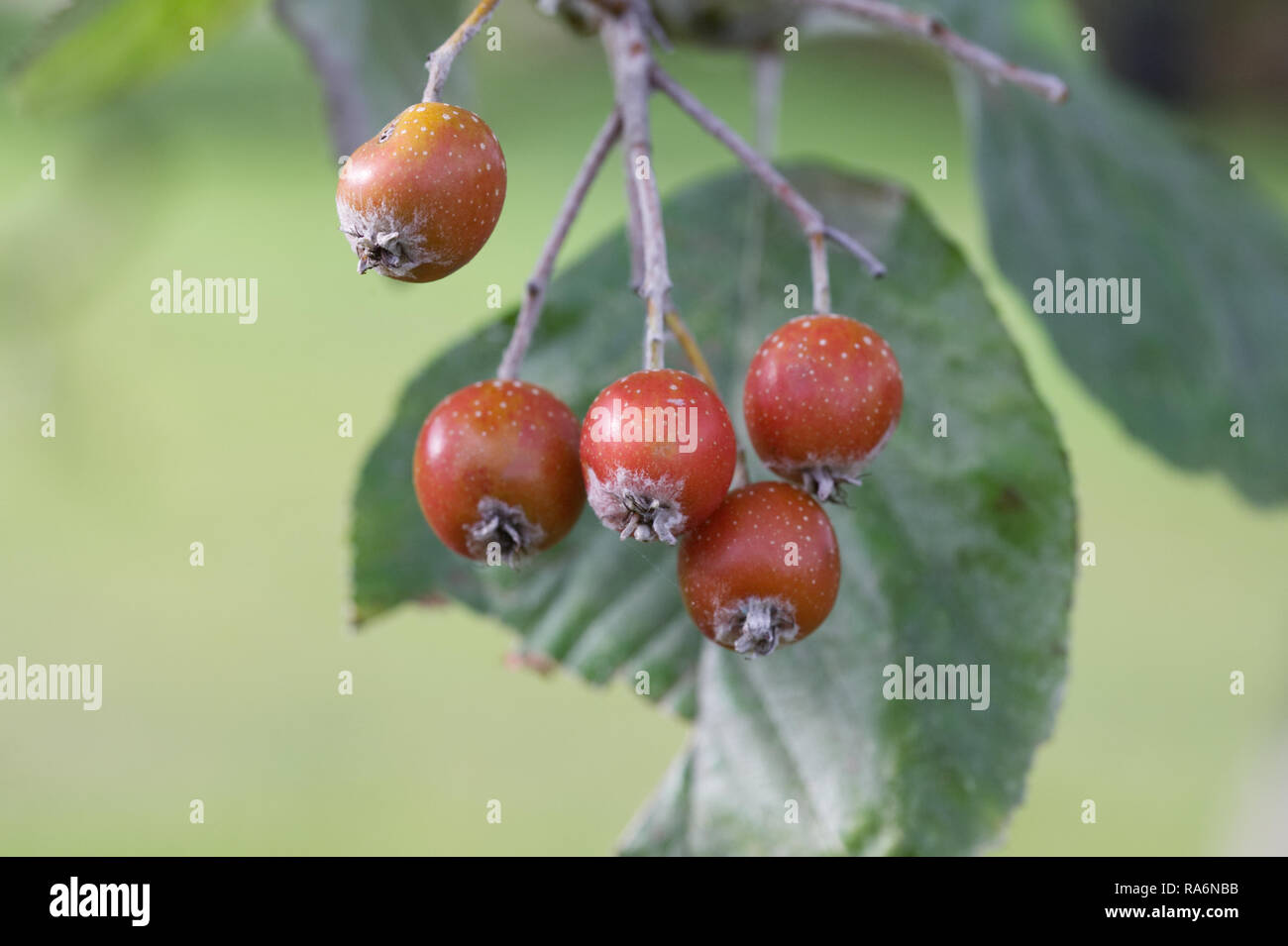 Sorbus thibetica' John Mitchell'. Tibetische Whitebeam Beeren im Herbst. Stockfoto