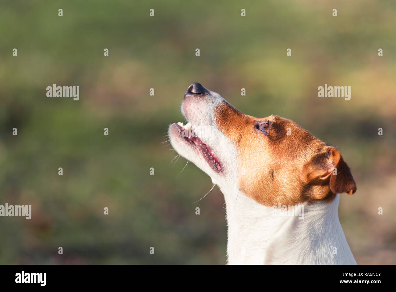 Jack Russel Terrier mit offenen Mund. Glücklicher Hund mit lustigen Blick Stockfoto