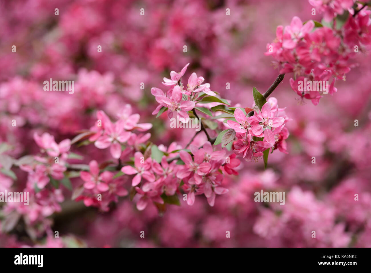 Pink sakura Blumen auf Frühling cherrys Zweigen. Frühling Natur Hintergrund Stockfoto