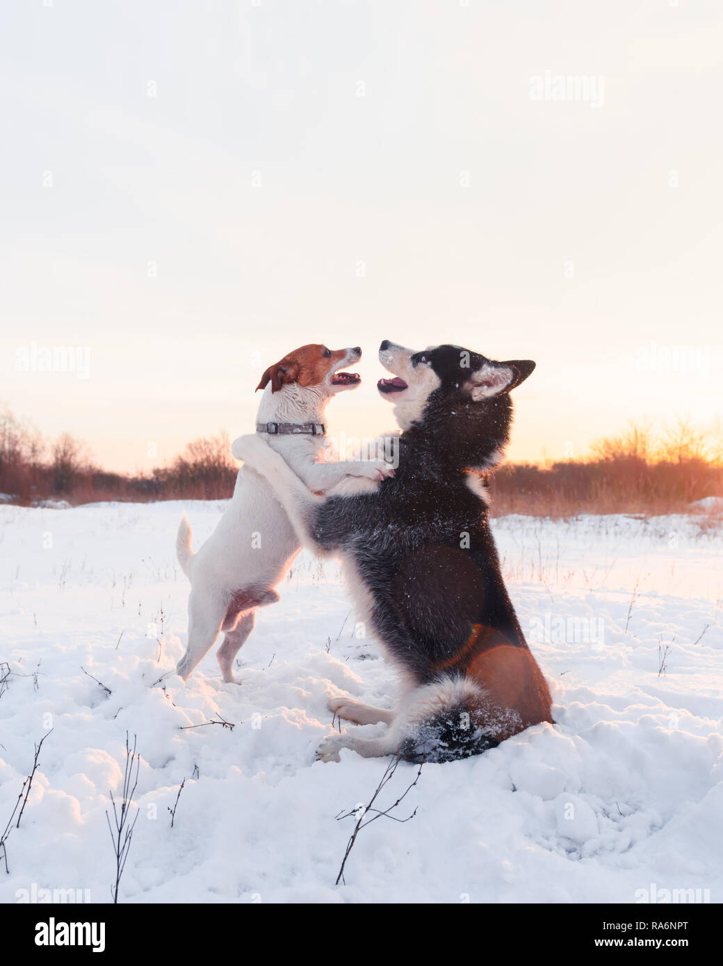 Siberian Husky und Jack Russel Terrier hunde Spielen auf Winter. Happy puppys in weichem Schnee. Tier Fotografie Stockfoto