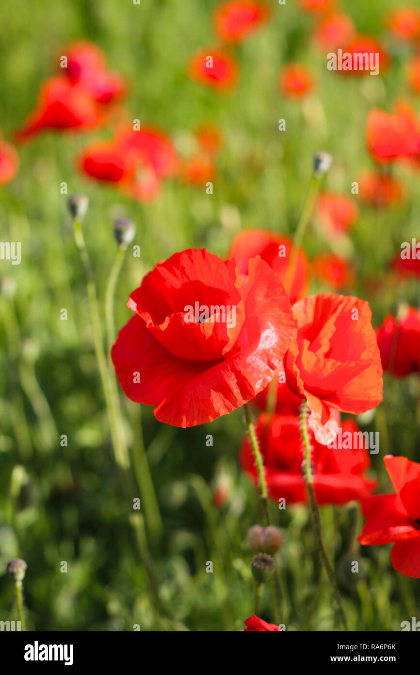 Mohn im Feld Stockfoto