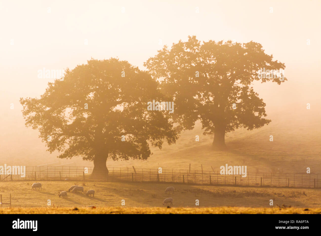 Misty Bäume am frühen Morgen Stockfoto