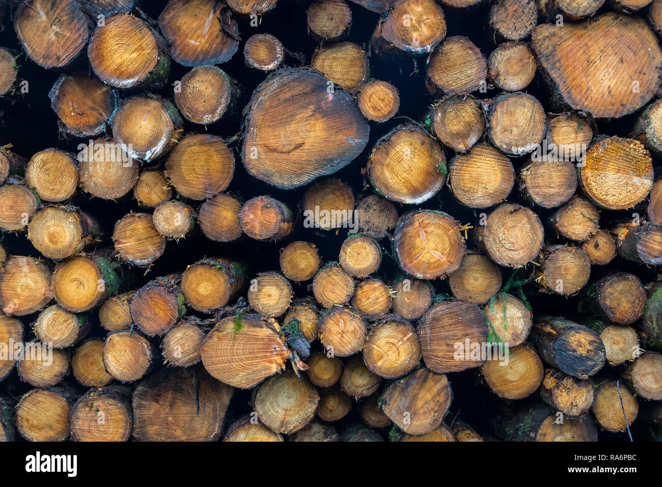 Dies ist ein Foto von frisch geschnittenen Pine Tree Protokolle gestapelt Stockfoto