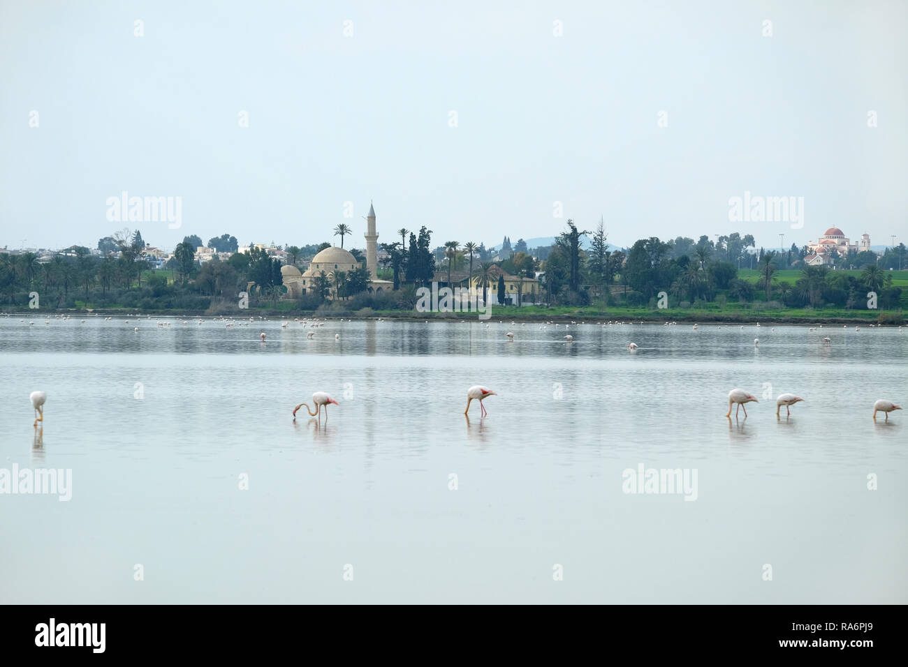 Landschaft Hala Sultan Tekke Moschee an der Küste von Salt Lake in Larnaca Zypern Stockfoto