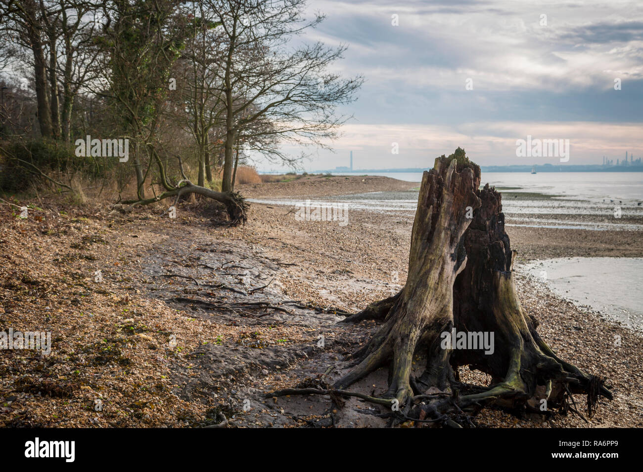 Hohlen Baumstumpf auf Weston Ufer Stockfoto