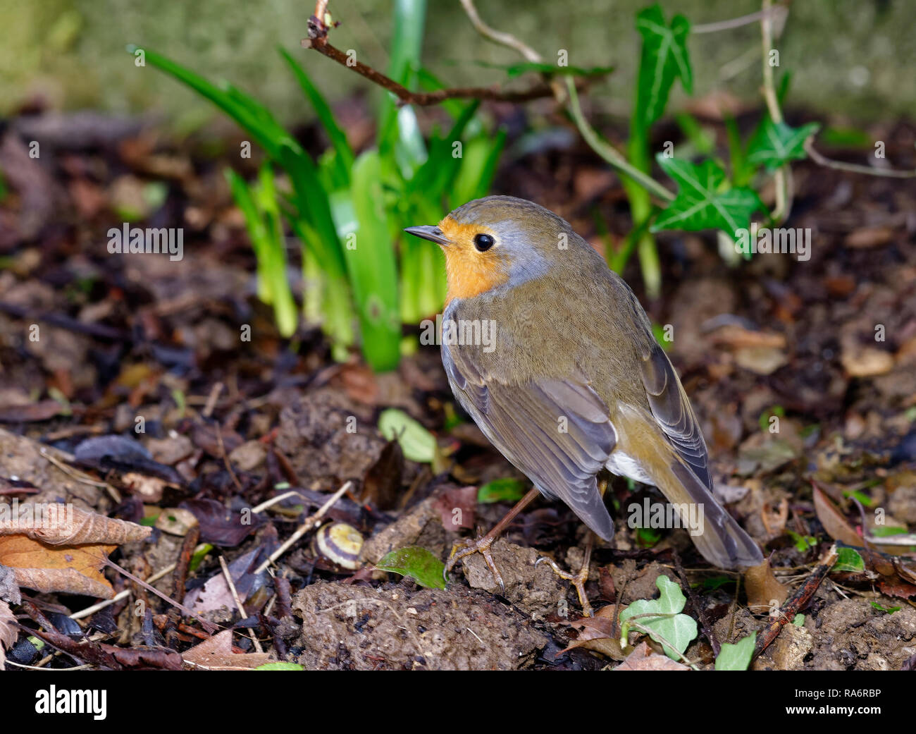 Europäische Robin Erithacus rubecula - auf der Suche nach Nahrung in frisch gerodeten Garten Stockfoto