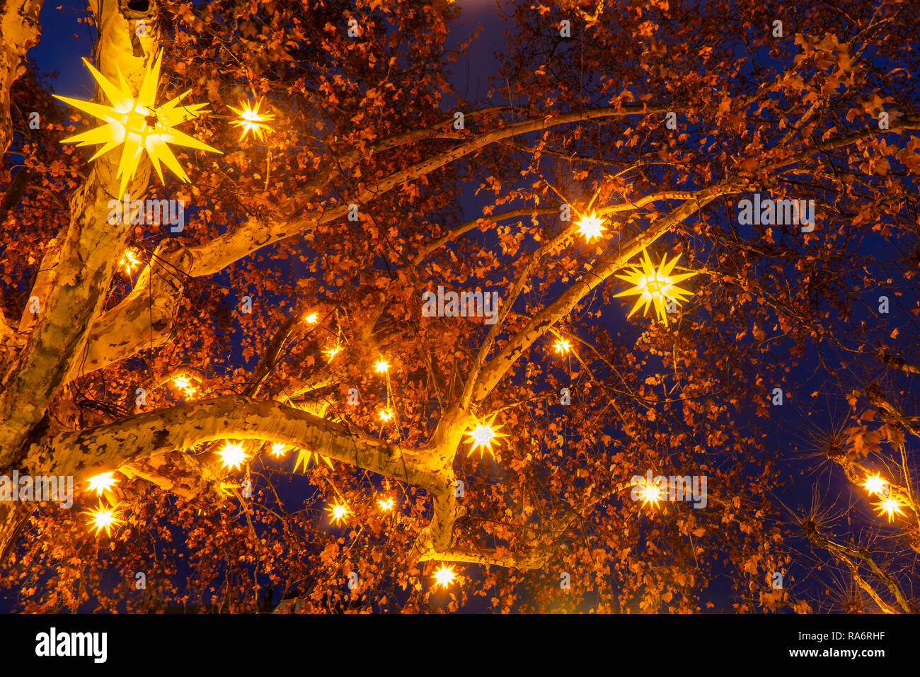 Sternförmige Weihnachtsbeleuchtung in einem Baum in der Nacht hängen. Weihnachten Hintergrund oder Hintergrund. Straßburg, Frankreich. Stockfoto