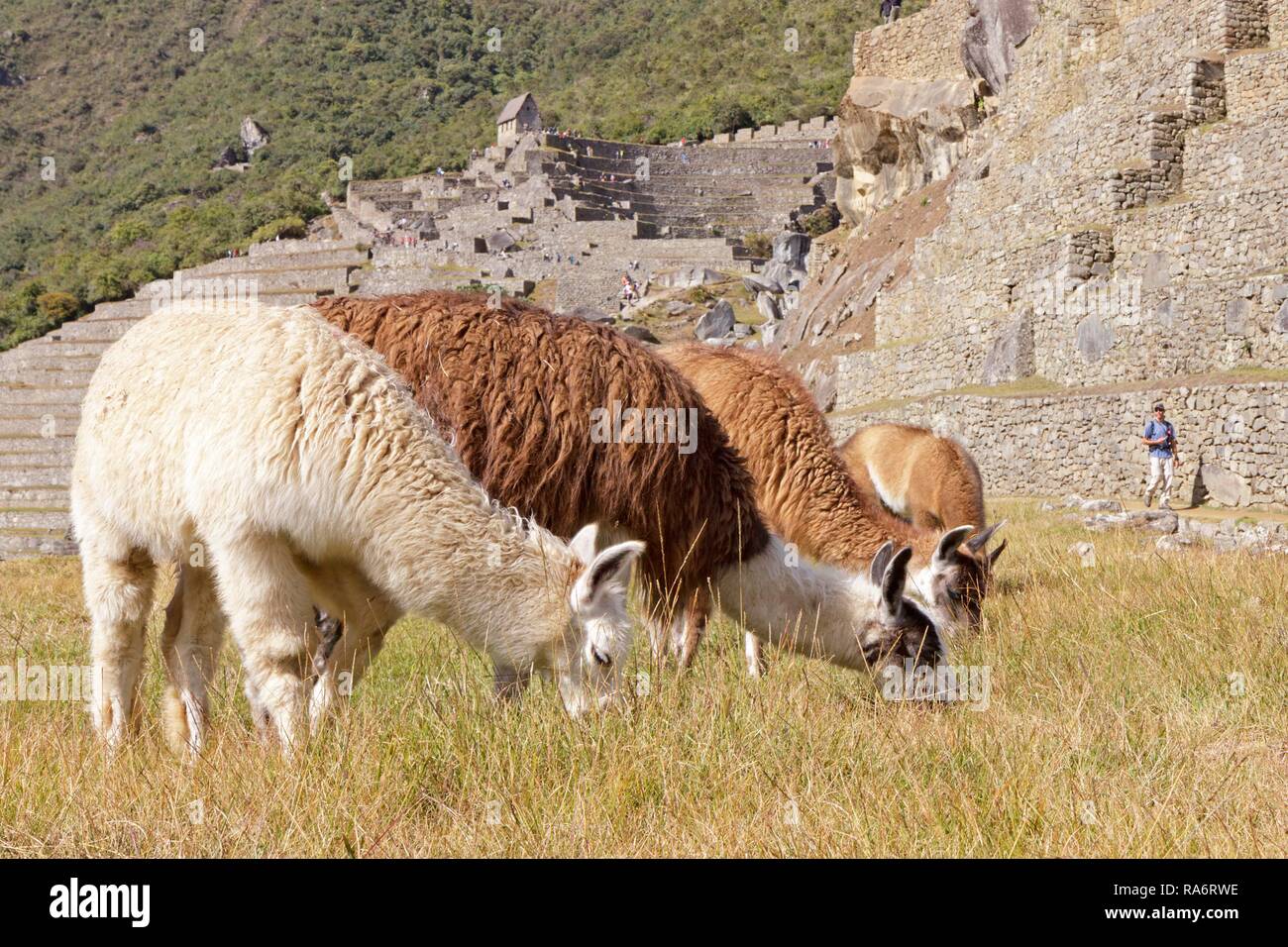 Lamas (Lama glama), Machu Picchu, Peru Stockfoto