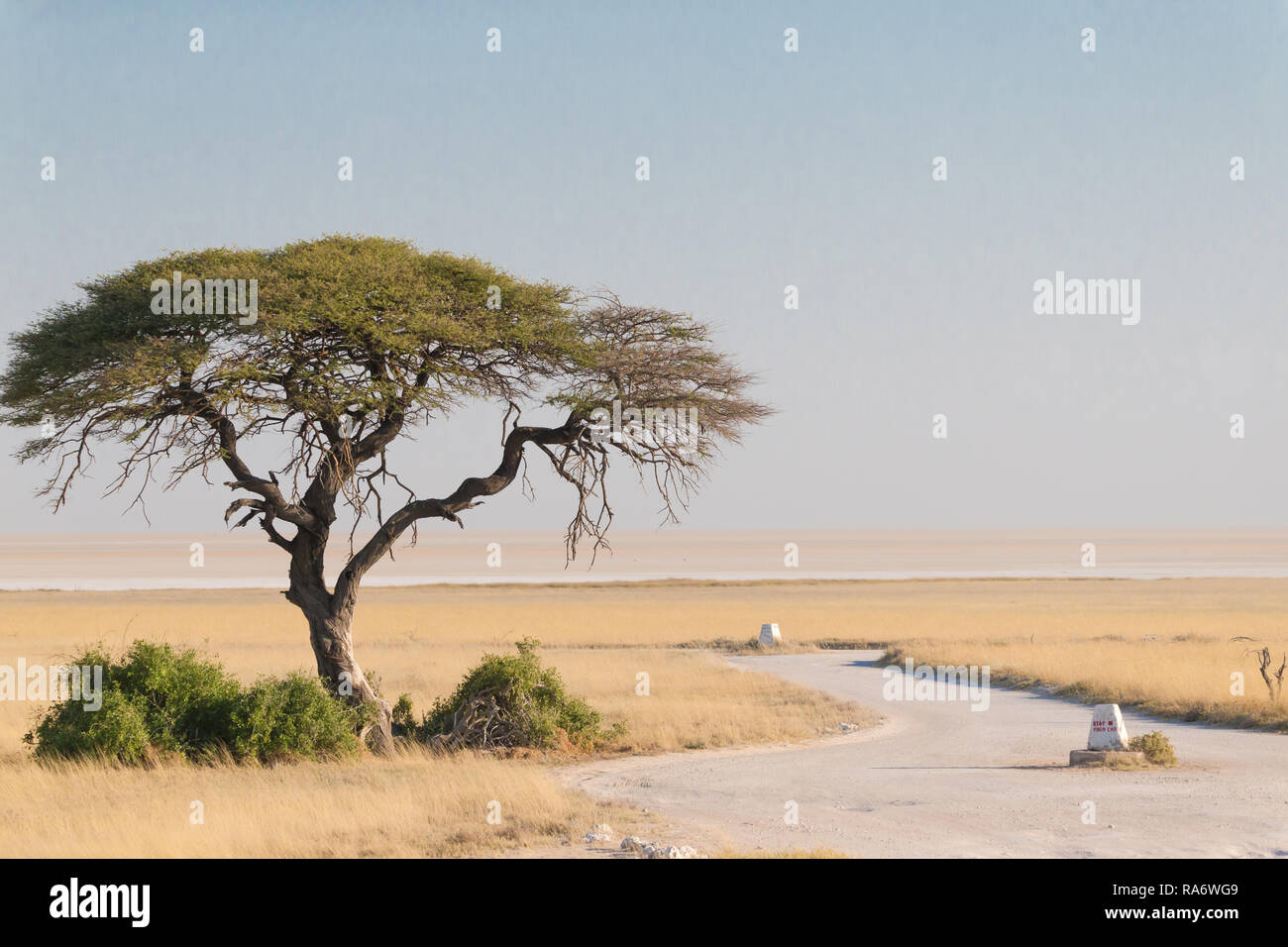 Einsame kamel Thorn Tree (Vachellia erioloba) Savannenlandschaft auf einer Schotterstraße führt zu Sueda Wasserloch und gegenüber der Etoscha Pfanne in Namibia, Afrika Stockfoto