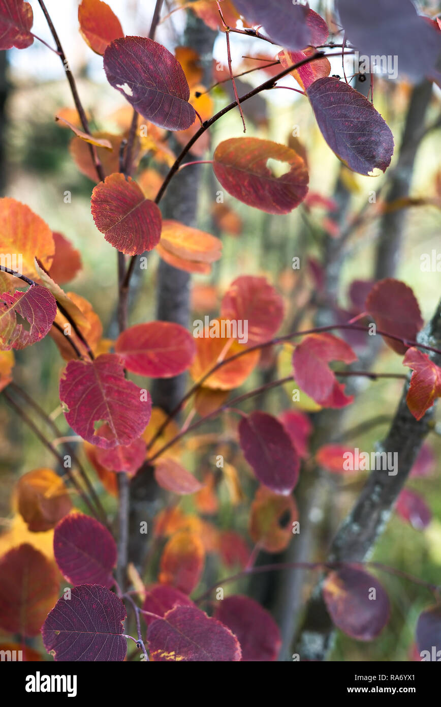 Herbstlich bunten Baum Detail mit vielen trockenen Blätter in verschiedenen natürlichen wechselnde warme Herbstfarben einen frischen Herbst Tag im Freien. Stockfoto