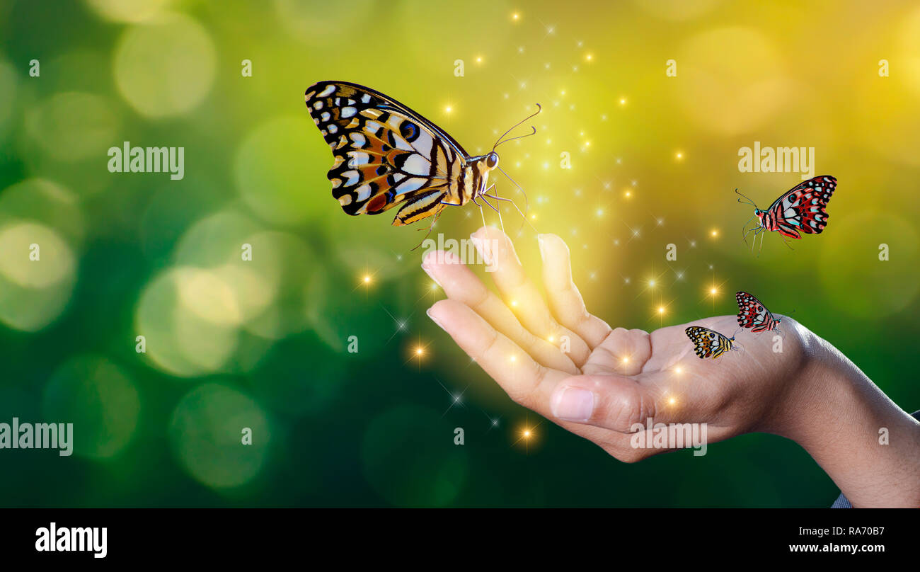 Schmetterlinge sind in den Händen der Mädchen mit glitzernden Lichter süße Begegnung zwischen einer menschlichen Hand Schmetterling Stockfoto