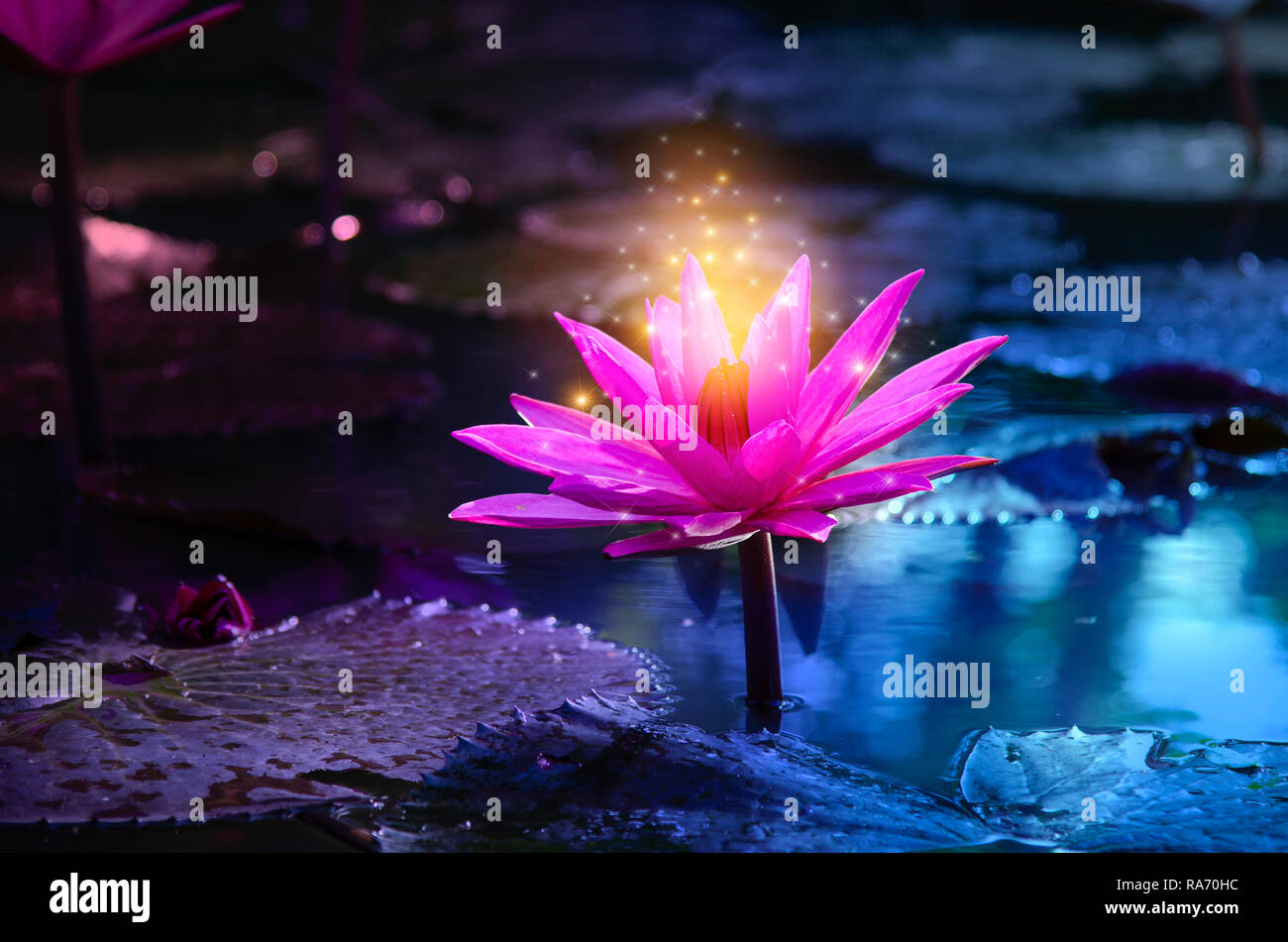 Lotus Pink Violett schwimmende Licht funkeln lila Hintergrund Stockfoto