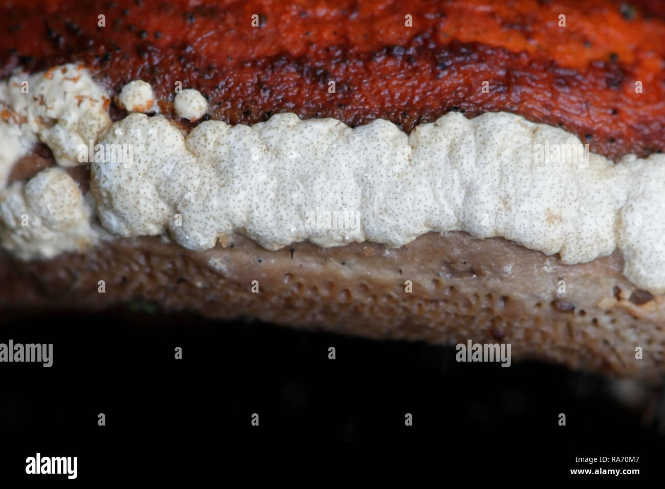 Ocker Kissen, Asig pulvinata, wachsende als Parasit auf Rot Gurt conk, Fomitopsis pinicola. Stockfoto