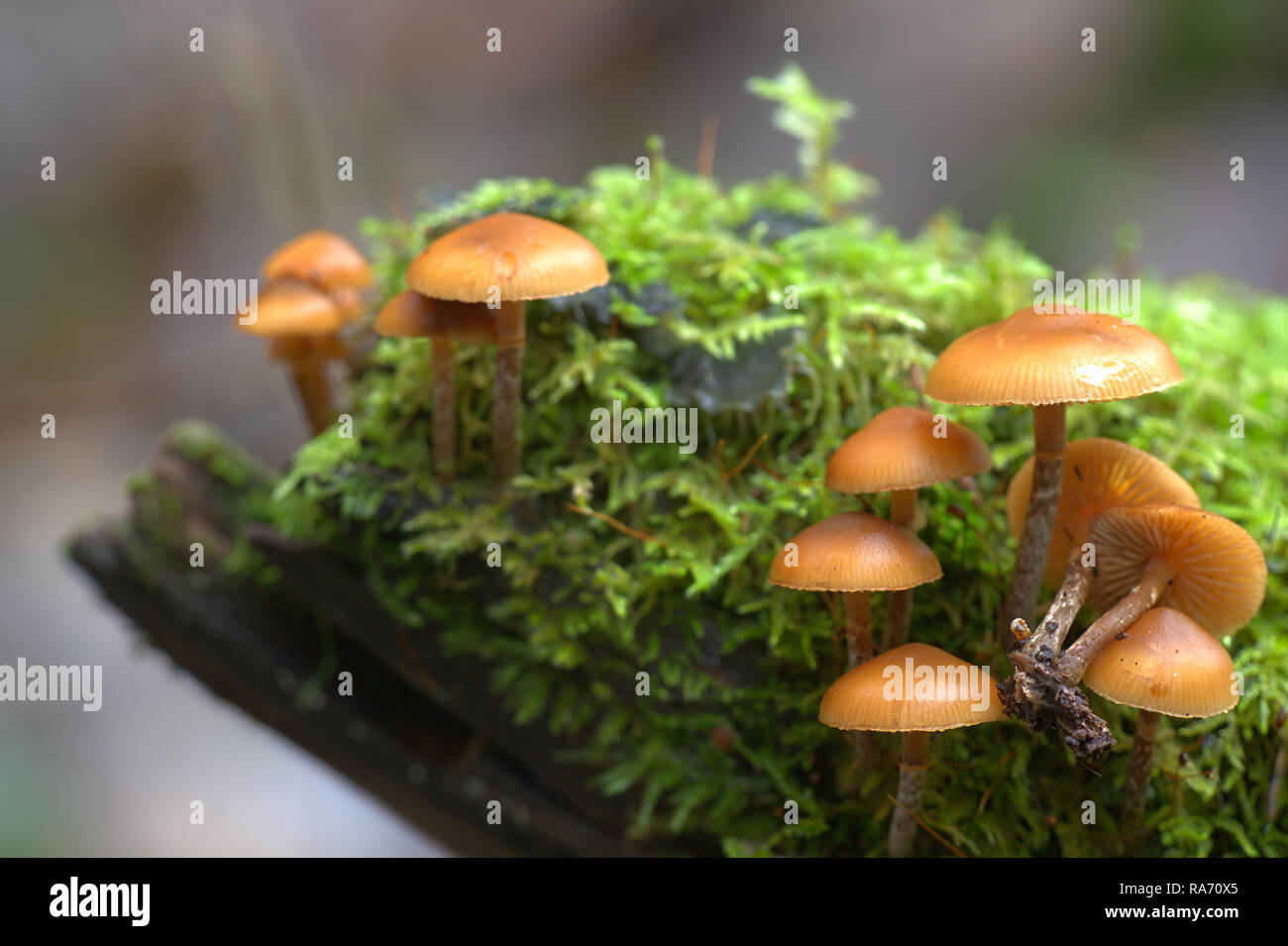 Beerdigung Bell, Galerina marginata, ein tödlich giftig Wild Mushroom Stockfoto