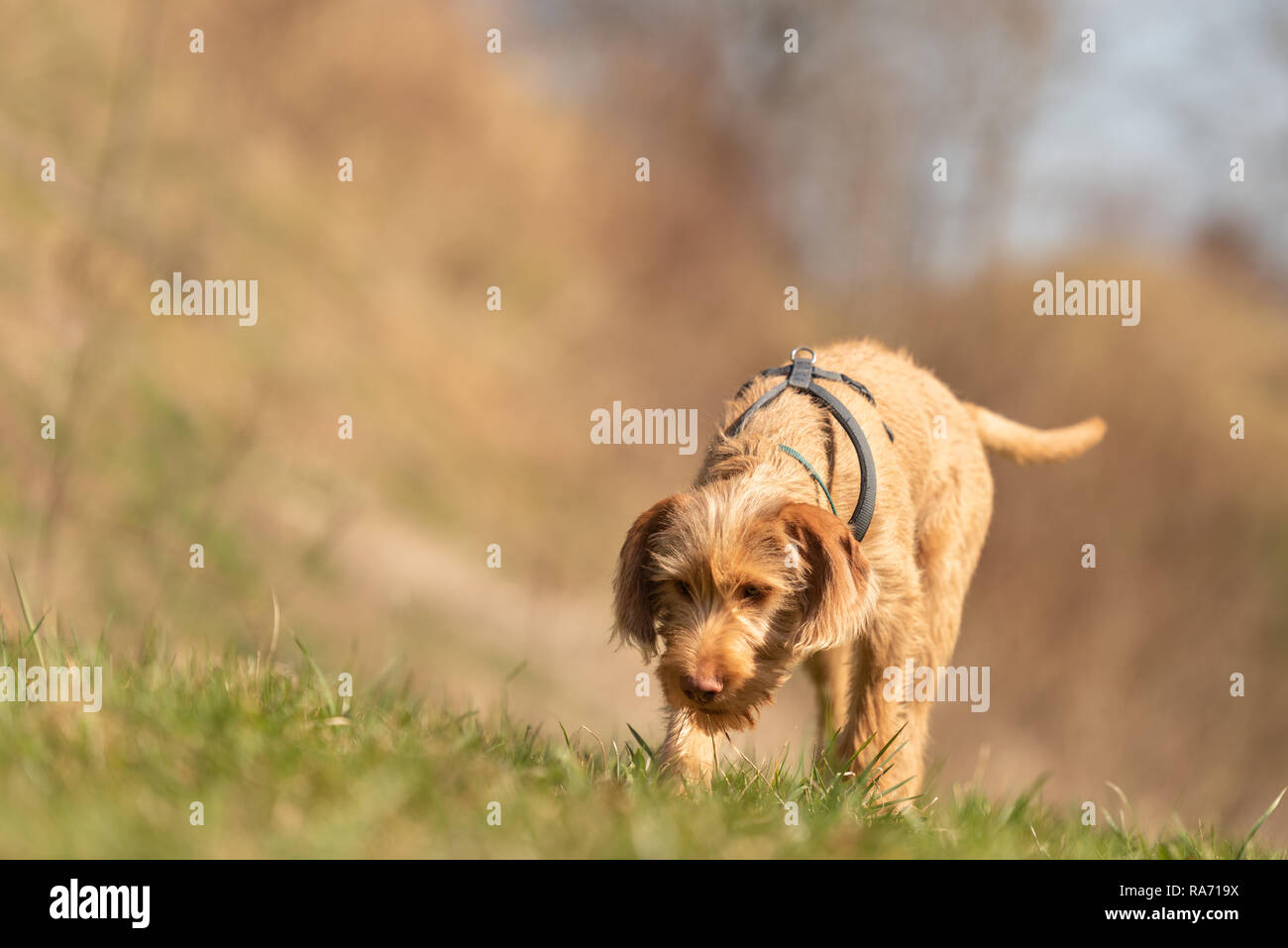 Magyar Vizsla 18 Wochen alten Welpen - Hund schnüffelt im Gras und einer Spur folgen Stockfoto