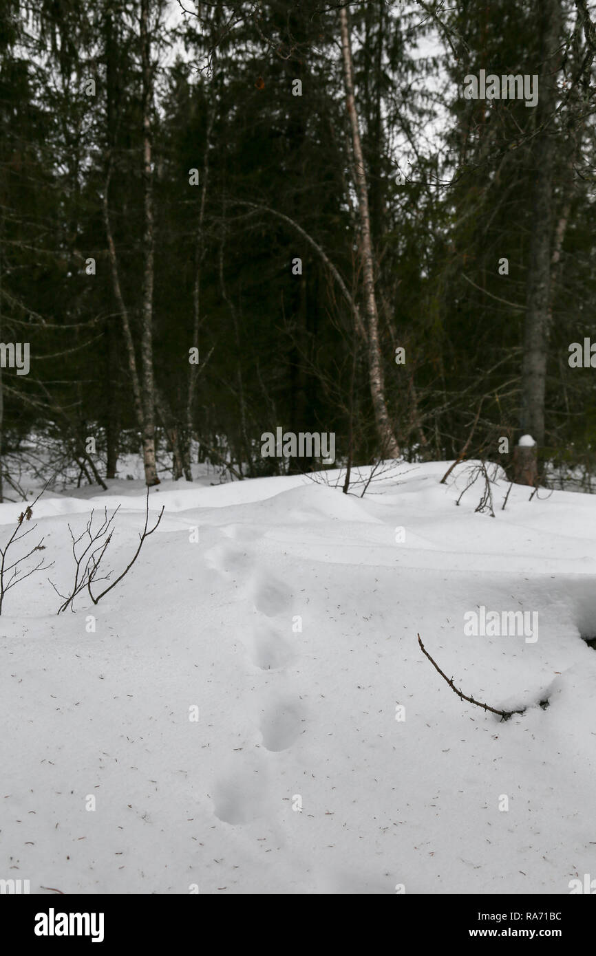 Tierische Spuren im Schnee Stockfoto