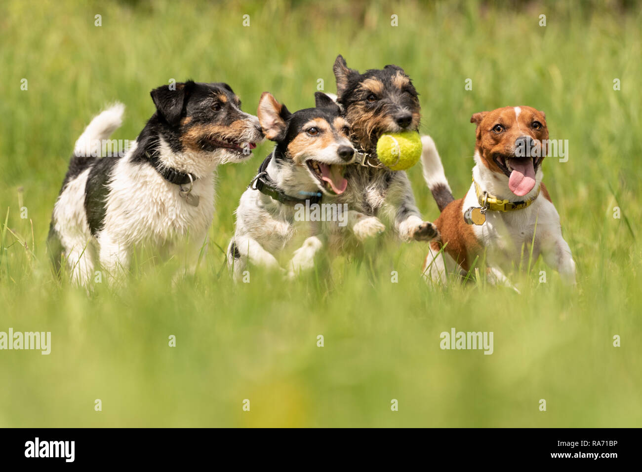 Viele Hunde laufen und spielen mit einem Ball auf einer Wiese - ein süßes Pack von Jack Russell Terrier Stockfoto