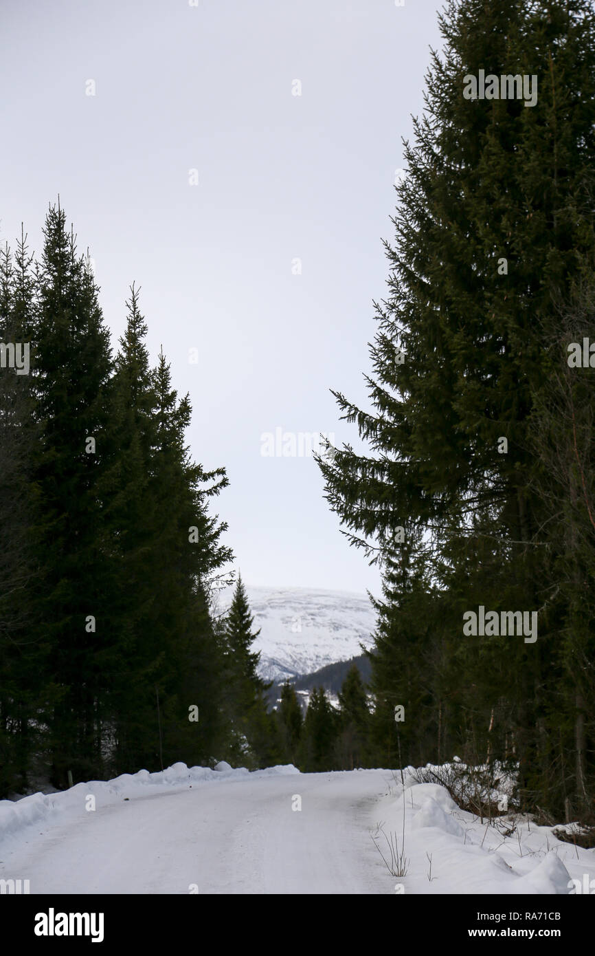 Von Bäumen gesäumten Straße im Schnee Stockfoto