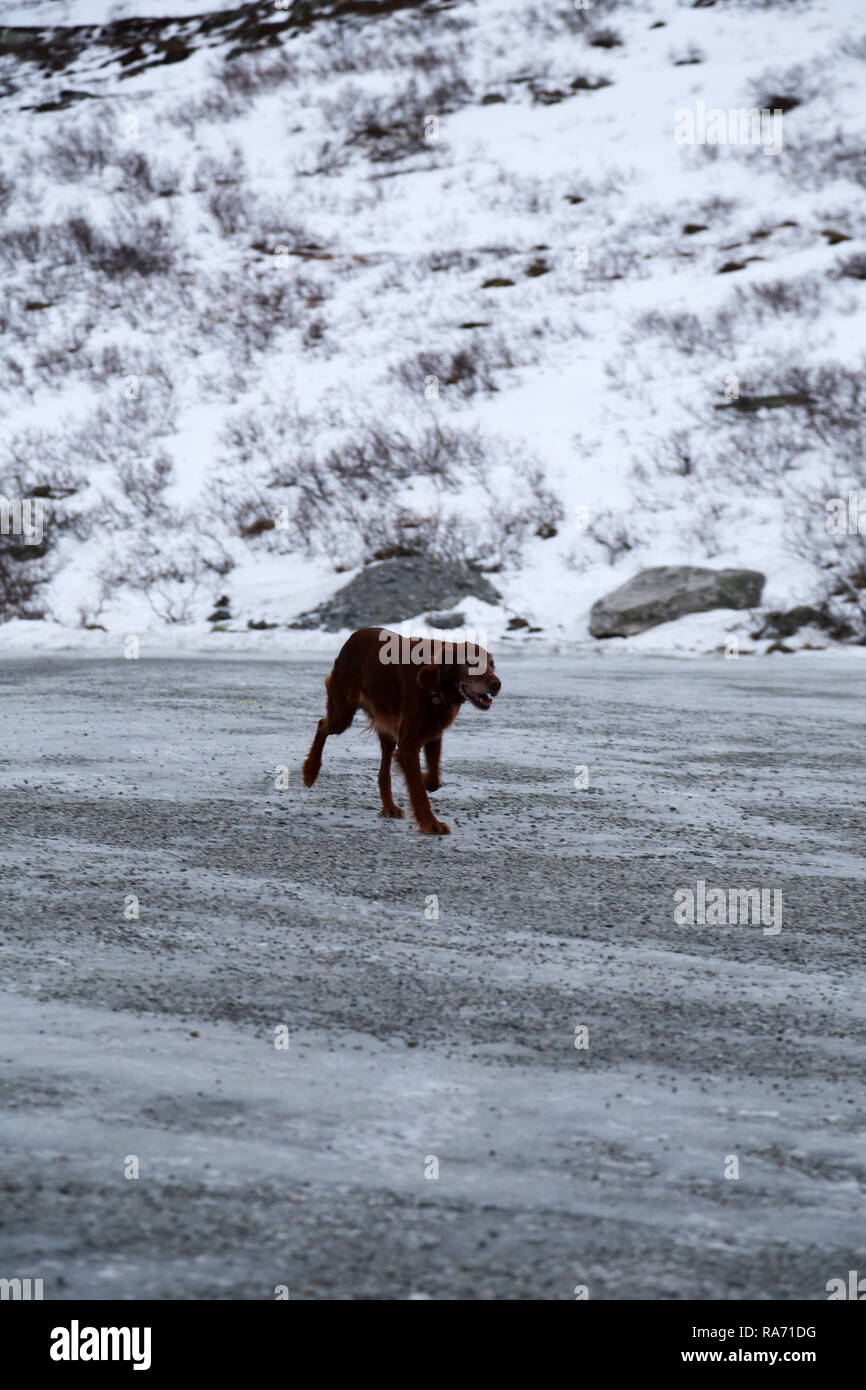 Hund entlang gefrorene Straße Stockfoto