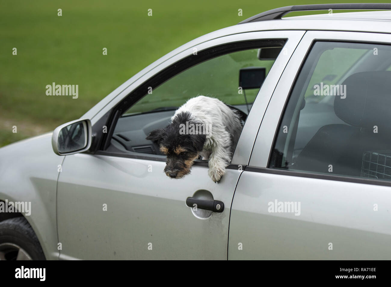 Kleiner Hund sitzt im Auto und Suchen aus dem Auto Fenster - Jack Russell Terrier 2 Jahre alt Stockfoto