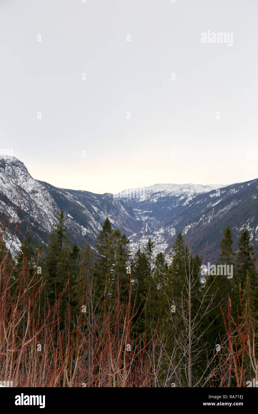 Verschneiten Kiefernwald in den Bergen Stockfoto