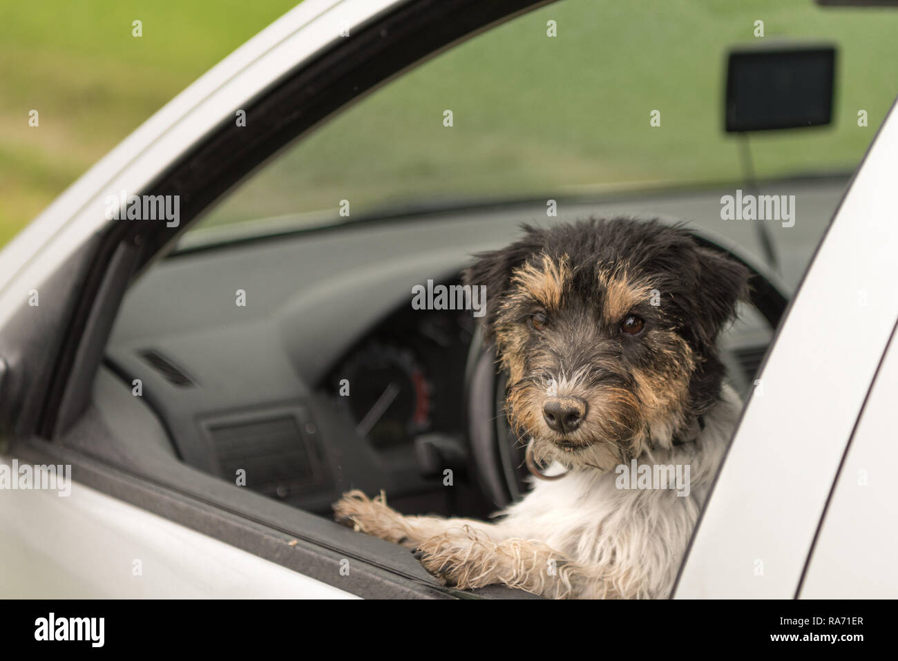 Kleiner Hund sitzt im Auto und Suchen aus dem Auto Fenster - Jack Russell Terrier 2 Jahre alt Stockfoto